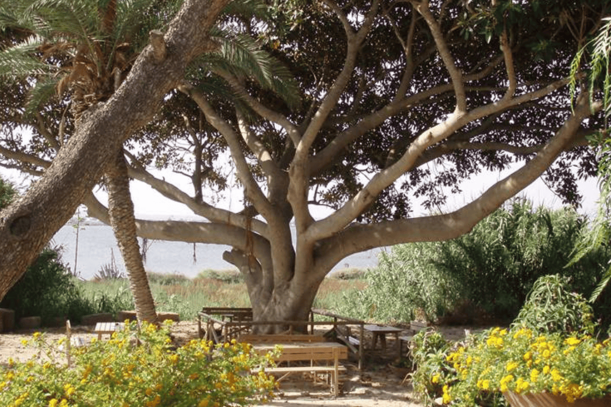 Grande magnolia sull'isola di Mothia Trapani, piantata durante gli interventi di Joseph Whitaker